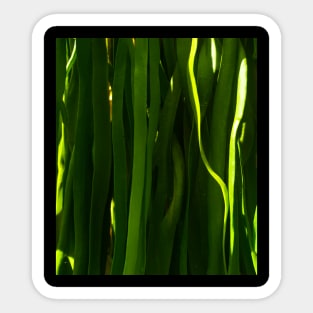 Green kelp pattern - Abstract photography Sticker